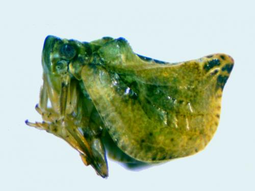 Réf. 266 297 : Cyphopterum difformis