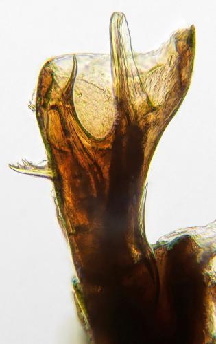 Réf. 266 577 : Leptoiulus simplex