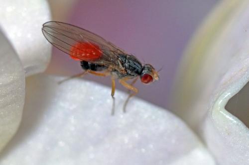 Réf. 266 544 : Scaptomyza sp.