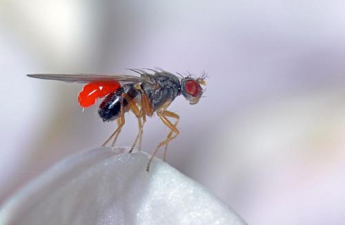 Réf. 266 543 : Scaptomyza sp.