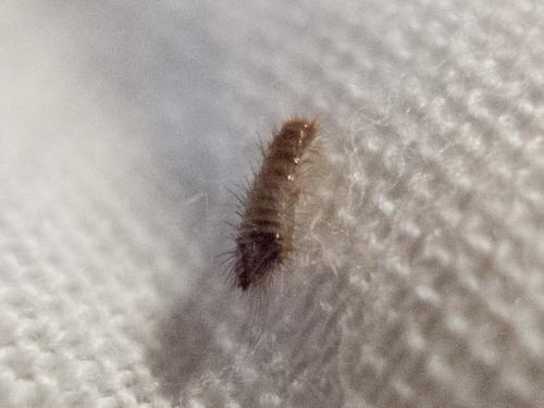 Anthrenus sp.