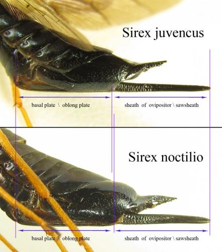 Réf. 266 195 : Sirex divers