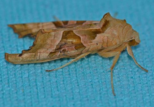 Phlogophora meticulosa