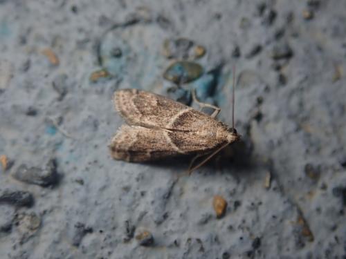 Réf. 266 385 : Nyctegretis ruminella