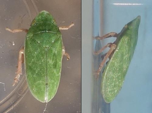 Tettigometra sulphurea