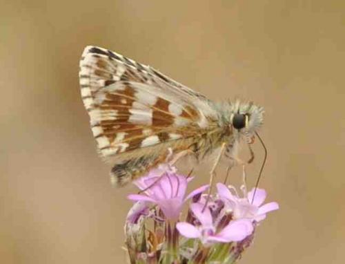 Réf. 266 684 : Pyrgus sp.