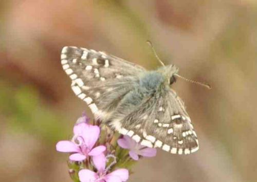 Réf. 266 683 : Pyrgus sp.