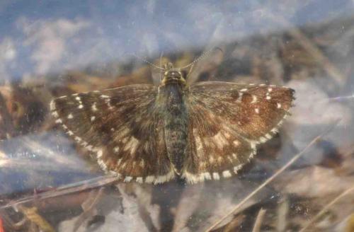 Pyrgus sp.