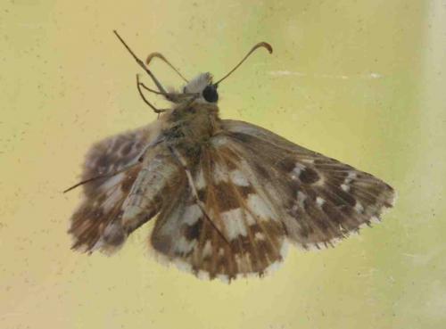Pyrgus sp.