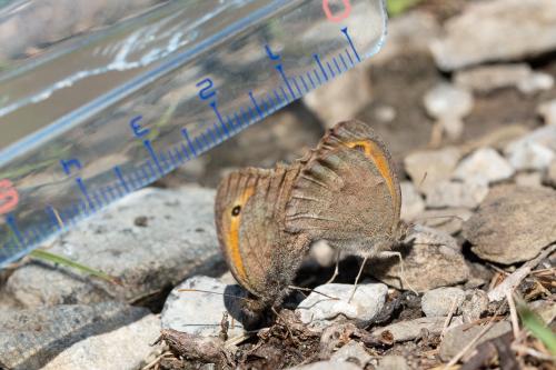 Réf. 266 487 : Hyponephele sp.