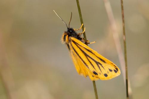 Réf. 266 194 : Setina aurita