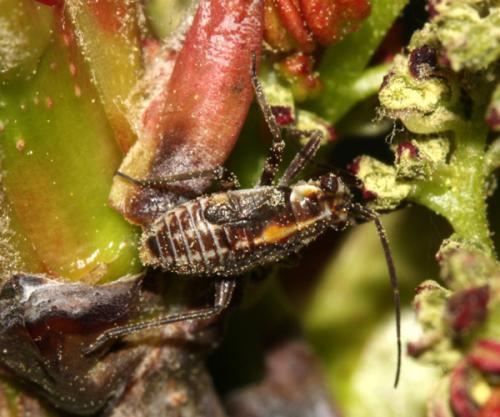 Réf. 266 952 : Capsodes flavomarginatus
