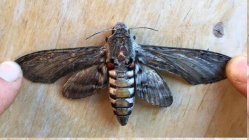 Agrius convolvuli
