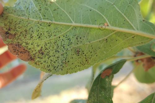 Réf. 266 639 : Stephanitis pyri