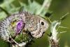 266691 – Photo : florent besson – France (66)