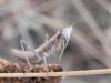 266773 – Photo : florent besson – France (66)