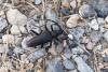 266664 – Photo : florent besson – France (66)