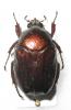 266903 – Photo : BAUER – Gabon