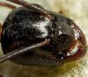 Camponotus sp.