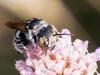 266333 – Photo : Danièle Tixier-Inrep – France (30)