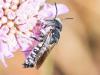 266341 – Photo : Danièle Tixier-Inrep – France (30)