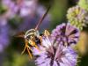 266676 – Photo : Danièle Tixier-Inrep – France (30)