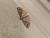 266071 – Photo : Gould24 – France (24)
