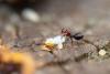 266751 – Photo : Pierre Duhem – France (40)