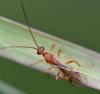 266570 – Photo : Jean-Michel GAREL – France (89)