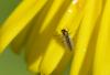266143 – Photo : Christian Berquer – France (50)