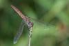Trithemis annulata