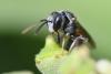 266546 – Photo : Bernard Nogues – France (83)
