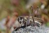 266476 – Photo : Bernard Saquet – France (12)
