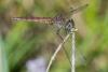 Trithemis annulata