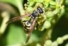 266723 – Photo : Bernard Nogues – France (83)