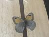 266989 – Photo : Limenitis78 – France (04)