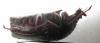 266959 – Photo : BAUER – Gabon