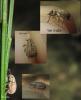 266427 – Photo : Antoine Kita – France (77)