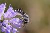 266144 – Photo : Marc Solari – France (68)