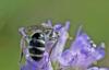 266146 – Photo : Marc Solari – France (68)