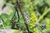 266956 – Photo : Maamar SELLAM – France (28)