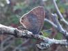 266151 – Photo : ORCHALLAN – France (56)