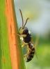 266883 – Photo : Catherine Reymonet-Smitten – France (19)