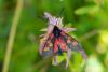 266446 – Photo : Jessica Joachim – Suisse