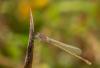 266601 – Photo : CAZENEUVE Philippe – France (09)