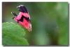 266986 – Photo : DUBOIS Yves – France (01)