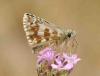 266684 – Photo : Guillaume Chorgnon – France (42)