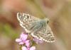 266683 – Photo : Guillaume Chorgnon – France (42)