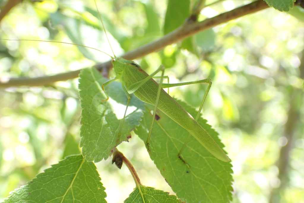Anonyme - Phaneroptera falcata - réf. 266389 (1024 x 684 pixels, 187 ko)