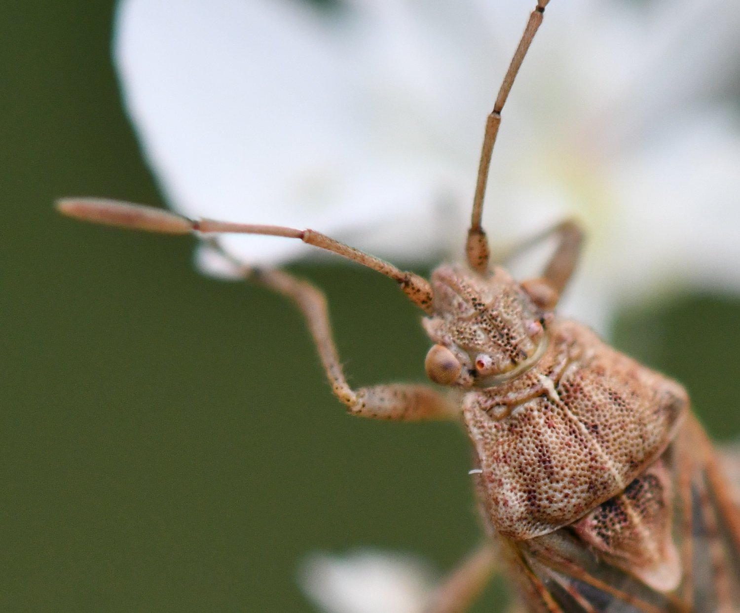 Jean-Michel GAREL - Stictopleurus abutilon - réf. 266901 (1500 x 1243 pixels, 190 ko)